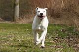 DOGUE ARGENTIN 507